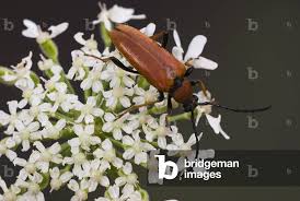 Attēlu rezultāti vaicājumam “Leptura rubra”