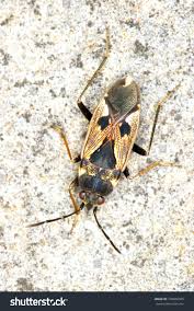 Image result for Rhyparochromus