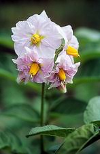 Attēlu rezultāti vaicājumam “Solanum tuberosum flower”