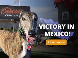 Image result for Reading Greyhound Track