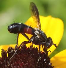 Attēlu rezultāti vaicājumam “Cylindromyia sp.”