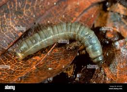 Attēlu rezultāti vaicājumam “Tipulidae larva”