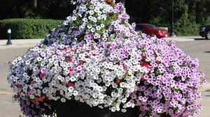 Image result for Petunia