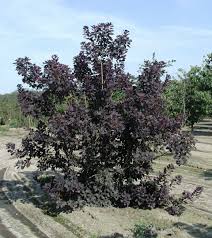 Attēlu rezultāti vaicājumam “Cotinus coggygria”