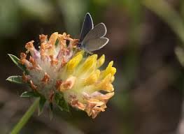 Attēlu rezultāti vaicājumam “Cupido minimus underside”