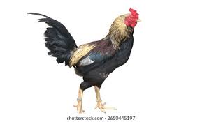 Attēlu rezultāti vaicājumam “Gallus male”