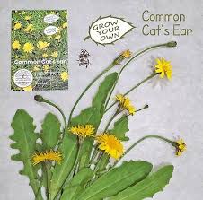 Attēlu rezultāti vaicājumam “Hypochaeris radicata fruit”