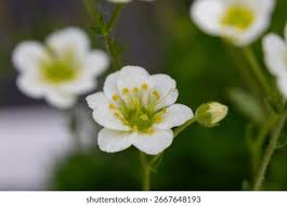Attēlu rezultāti vaicājumam “Saxifraga granulata leaf”