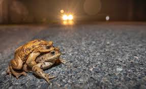 Image result for Bath Amphibians