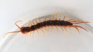 Attēlu rezultāti vaicājumam “Myriapoda”