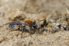 Attēlu rezultāti vaicājumam “Andrena haemorrhoa female”