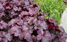Image result for Heuchera `Midnight Rose`