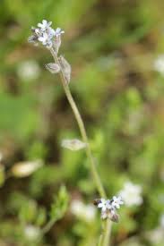 Attēlu rezultāti vaicājumam “Myosotis stricta fruit”