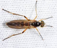 Attēlu rezultāti vaicājumam “Xylophagidae”