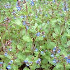 Attēlu rezultāti vaicājumam “Veronica beccabunga leaf”