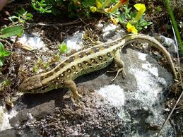 Attēlu rezultāti vaicājumam “Lacerta agilis”