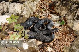 Attēlu rezultāti vaicājumam “Vipera berus adult”