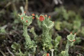 Attēlu rezultāti vaicājumam “Cladonia coccifera”