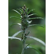 Attēlu rezultāti vaicājumam “Gnaphalium sylvaticum”