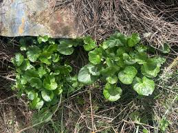 Attēlu rezultāti vaicājumam “Ficaria verna leaf”