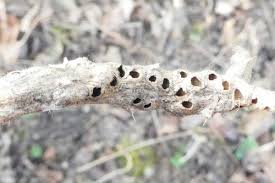 Attēlu rezultāti vaicājumam “Diastrophus rubi”