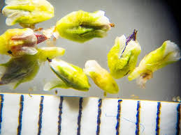 Attēlu rezultāti vaicājumam “Polygonum arenastrum flower”