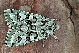 Attēlu rezultāti vaicājumam “Griposia aprilina”