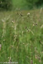 Attēlu rezultāti vaicājumam “Briza media fruit”