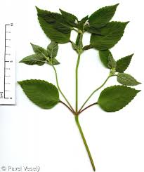 Attēlu rezultāti vaicājumam “Galeopsis tetrahit”