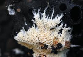 Attēlu rezultāti vaicājumam “Junghuhnia collabens”