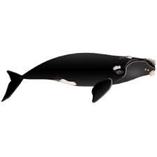 Image result for Eubalaena glacialis