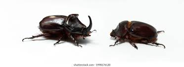 Attēlu rezultāti vaicājumam “Oryctes nasicornis male”