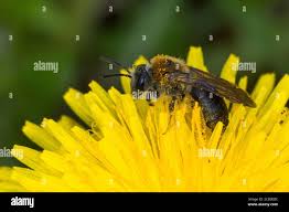 Attēlu rezultāti vaicājumam “Andrena haemorrhoa female”