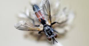 Attēlu rezultāti vaicājumam “Cylindromyia sp.”