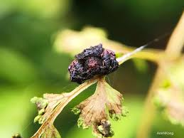 Attēlu rezultāti vaicājumam “Phylloneta cocoon”