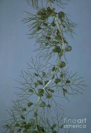 Attēlu rezultāti vaicājumam “Utricularia vulgaris”