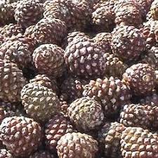 Attēlu rezultāti vaicājumam “Pinus sylvestris fruit”