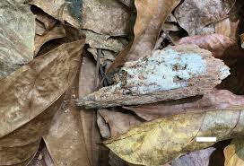 Attēlu rezultāti vaicājumam “Sidera lenis”