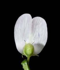 Attēlu rezultāti vaicājumam “Vicia sylvatica flower”