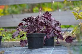 Image result for HEUCHERA americana 'Palace Purple Auslese'