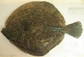 Image result for Scophthalmus maximus