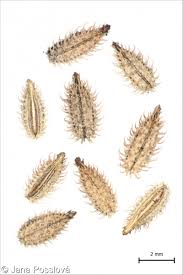 Attēlu rezultāti vaicājumam “Torilis japonica fruit”