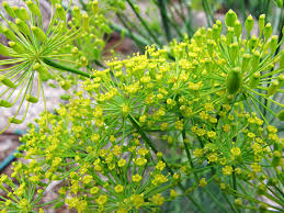 Attēlu rezultāti vaicājumam “Anethum graveolens flower”