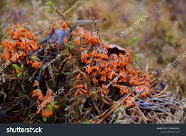 Attēlu rezultāti vaicājumam “Leocarpus fragilis var. bisporus”