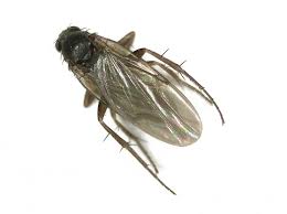 Attēlu rezultāti vaicājumam “Phoridae”