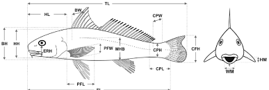 Image result for Menticirrhus littoralis