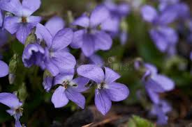 Attēlu rezultāti vaicājumam “Viola reichenbachiana flower”