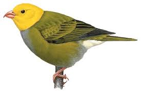 Attēlu rezultāti vaicājumam “Fringillidae”