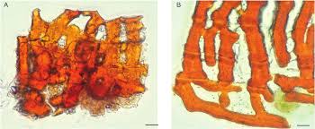 Attēlu rezultāti vaicājumam “Cinclidotus danubicus cells”