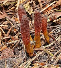 Attēlu rezultāti vaicājumam “Cordyceps ophioglossoides”
